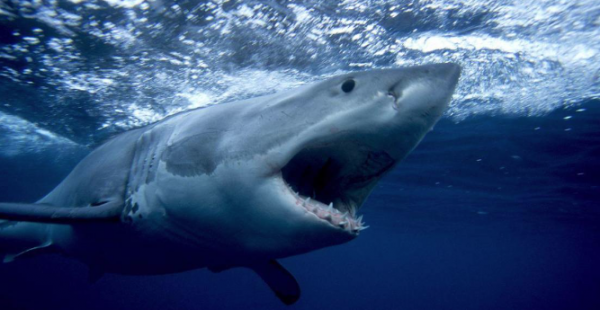 Reportan que dos personas fueron mordidas por tiburones en Carolina del Sur