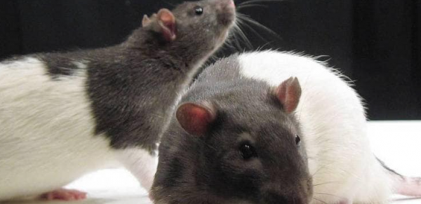 Como en la peste negra, ratones podrían ser el origen de Ómicron