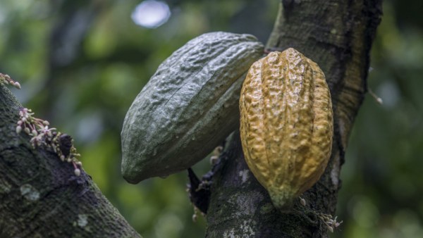 CBS: Un fabricante líder de chocolates utiliza cacao obtenido de la explotación infantil en África