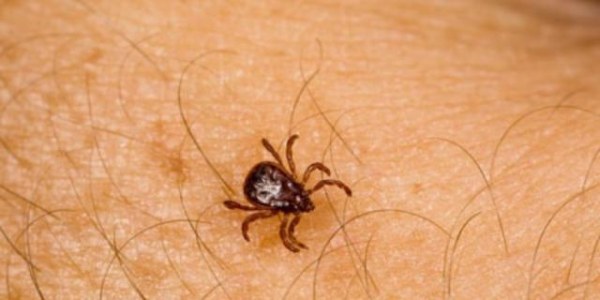 EU alerta a viajeros provenientes del norte de México por enfermedad mortal transmitida por garrapatas detectada en Tecate