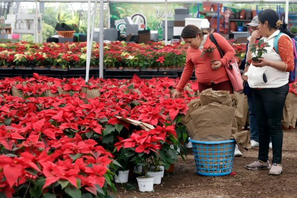 Nochebuena, la flor de Navidad