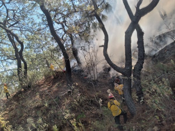Reportan incendio forestal en el Bosque La Primavera