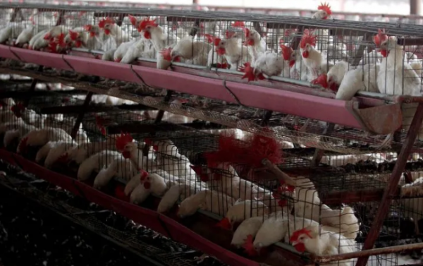 OMS pide vigilar de cerca la transmisión de la gripe aviar H5N1 a humanos