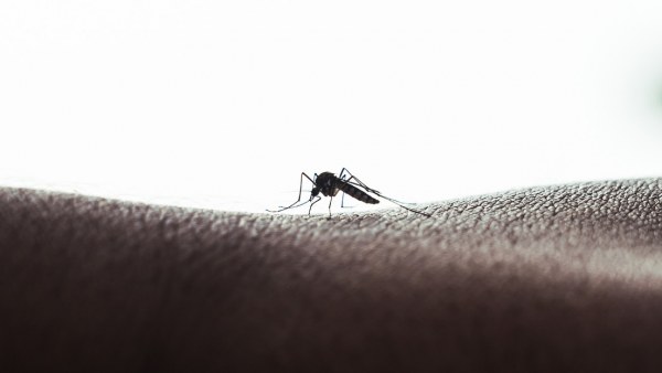 Crisis del dengue: América Latina en emergencia por el aumento de 50% de casos en un mes