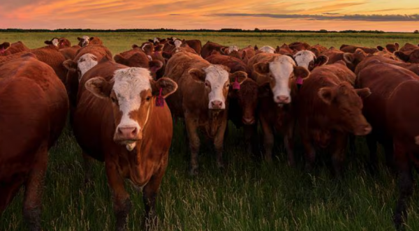 Virus de gripe aviar es detectado en leche de vacas en EU, advierte la OMS