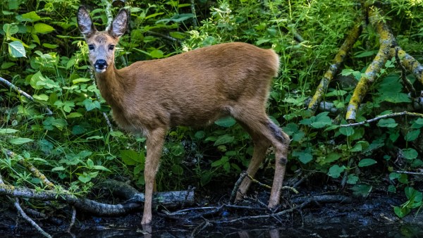 Reportan las primeras muertes en EU relacionadas con la 'enfermedad del ciervo zombi'