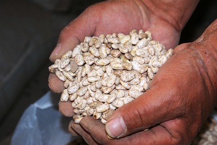 Se tienen 260 toneladas de semilla certificada de frijol para productores de bajos ingresos: Sader