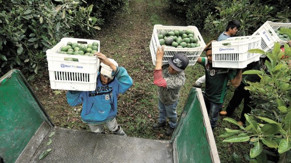 Aguacatera RV Fresh Foods y sindicato violaron derechos laborales de trabajadores, revela EU