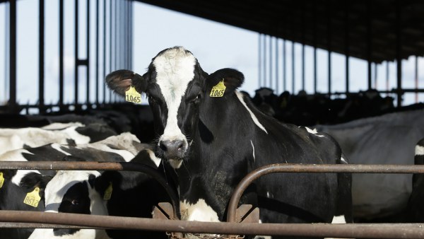 Encuentran partículas virales de gripe aviar en leche de vaca en tiendas de EU