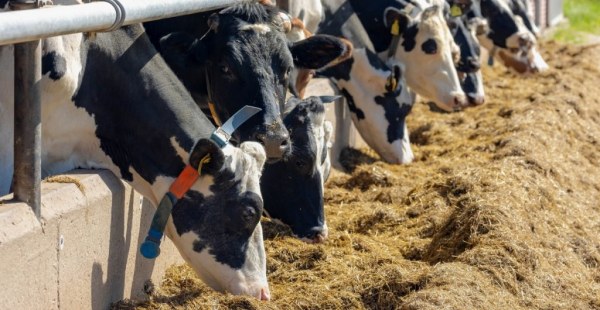 La gripe aviar se propaga en ganados lecheros de Colorado; suman nueve estados en EU con brotes