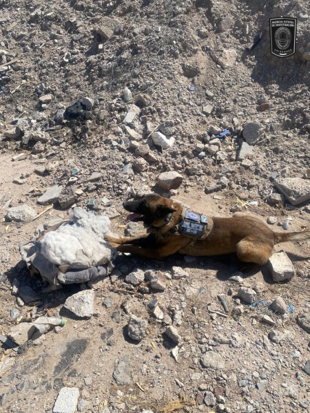 Localiza Fiscalía con binomio canino restos óseos en Cd. Juárez