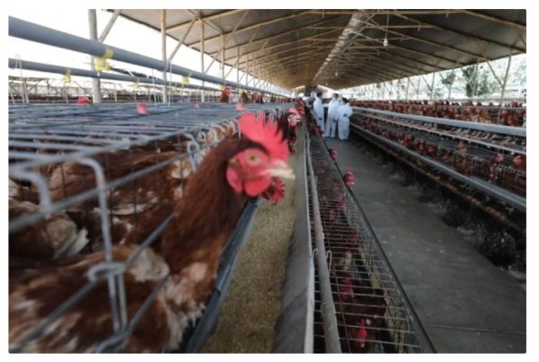 Sin restricciones para Chihuahua por brote de gripe aviar detectado en Michoacán: SDR