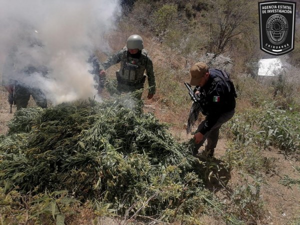 Destruyen tres plantíos de marihuana en Guadalupe y Calvo