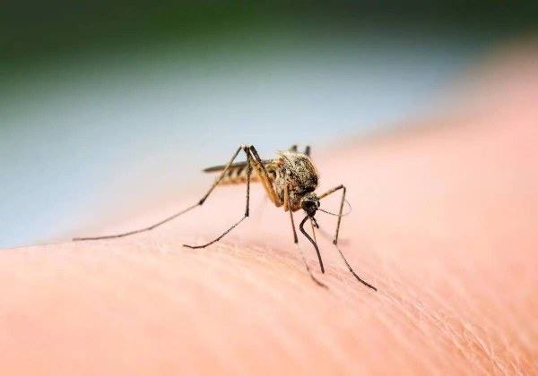 Brasil bate un récord histórico de fallecidos por dengue