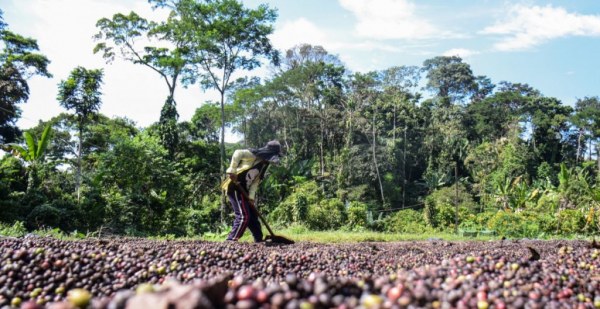Organización de productores advierte que la sequía pone en riesgo al 90% de los cultivos de café en la frontera sur de México