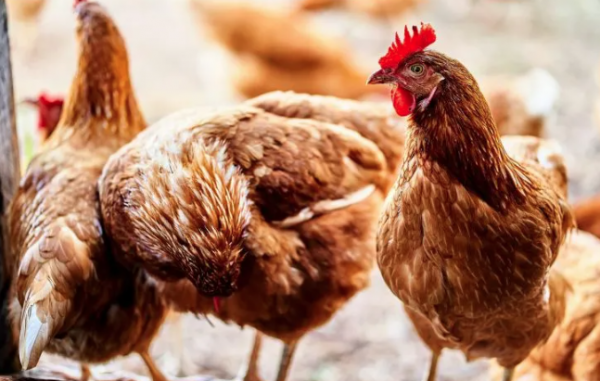 ¿Podría la gripe aviar convertirse en la próxima pandemia? Esto dice la OMS