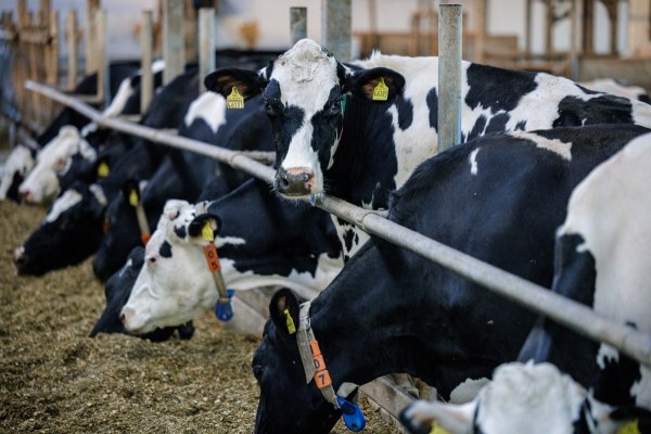 EU destinará casi 200 millones de dólares para contener gripe aviar en granjas lecheras