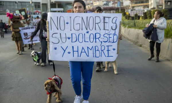 ‘No al maltrato animal’, el clamor de una marcha de perros y humanos en Bolivia
