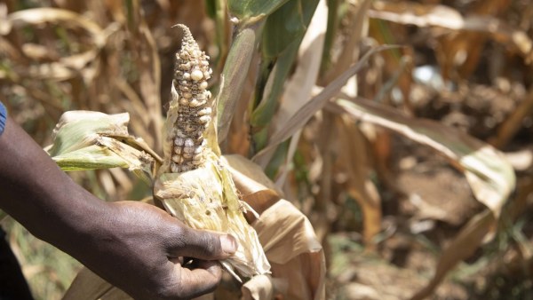 La peor sequía en cuatro décadas deja a un país africano casi sin cosecha de maíz