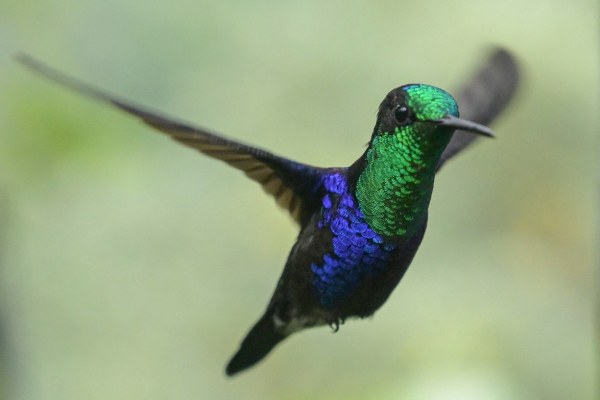 Descubren la migración extrema de larga distancia del colibrí más grande del mundo