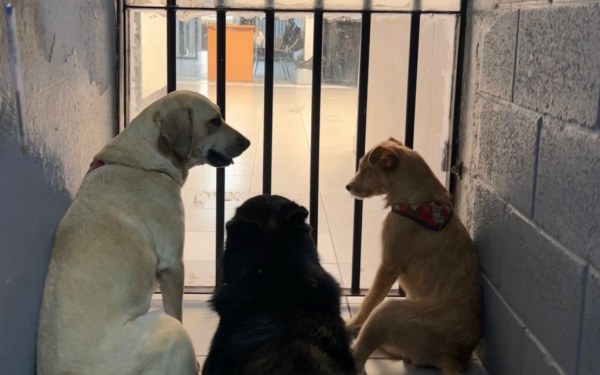 Adoptan en Comandancia Norte a Beto, Güera y Cepillín, tres perritos que llegaron en condiciones de abandono