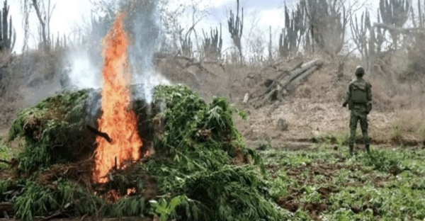 Destruye el Ejército Mexicano 203 plantíos de amapola y mariguana en seis estados