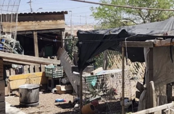 Cateo en Celaya revela red de tráfico de aves silvestres; hay 176 ejemplares rescatados y una persona detenida