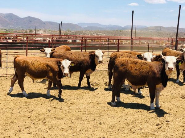 Participa Desarrollo Rural en reunión para erradicar enfermedades ganaderas rumbo al Comité Binacional México-Estados Unidos