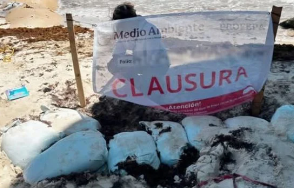 Empresa ligada a la Conade viola ley ambiental para torneo de voleibol en Playa del Carmen