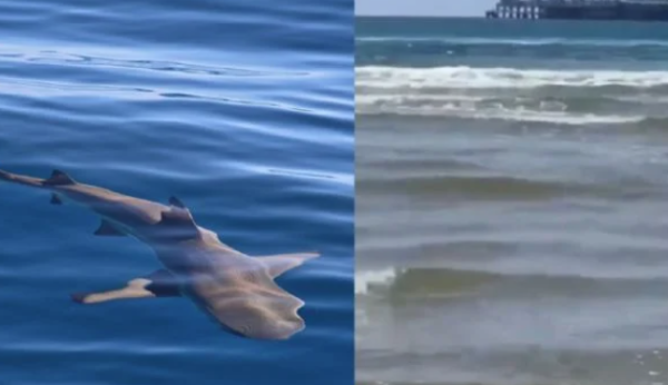 Joven muere tras ataque de tiburón durante sus vacaciones frente a turistas (video)