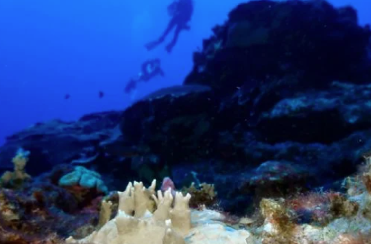 El 84% de los arrecifes de coral del mundo están afectados por el peor blanqueamiento de la historia