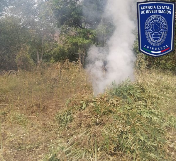 Destruye AEI plantío de marihuana en Guadalupe y Calvo