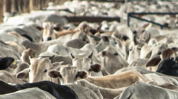 EU podría restringir importaciones de ganado mexicano por temor a gusano barrenador: funcionaria