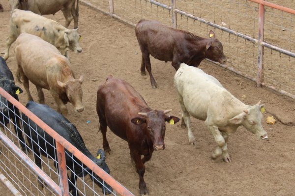 Da Gobierno del Estado seguimiento puntual a situación fitozoosanitaria y coordina acciones en favor del sector ganadero