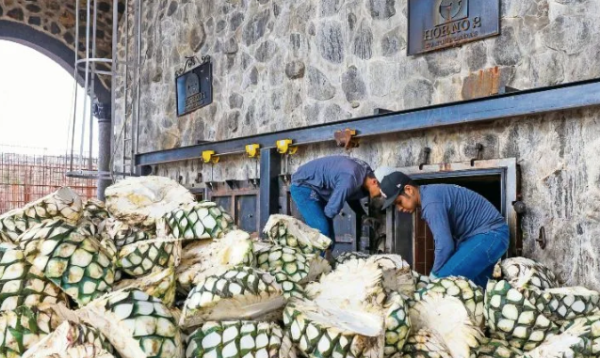 Crecen exportaciones y producción de tequila