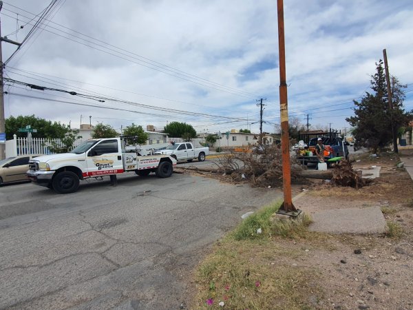 Retira Servicios Públicos árboles derribados en Delicias por ráfagas de viento