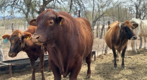 Plaga del gusano barrenador afecta desde el 2024 en México, reconoce gobierno; aplican ivermectina al ganado antes de exportarlo a EU