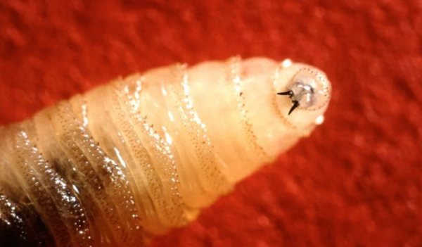 Gobierno activa plan de emergencia para atender la plaga por gusano barrenador en ganado y animales de compañía