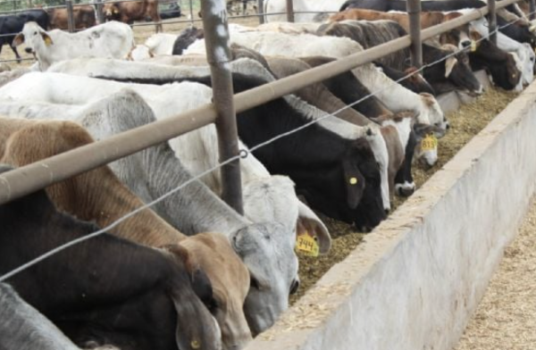 Endurecen medidas contra el gusano barrenador a un año de que inició la emergencia