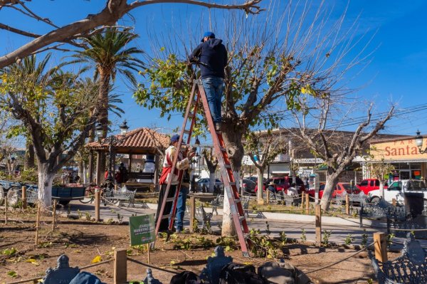 Emite Gobierno de Meoqui recomendaciones ante próximo inicio de temporada de podas