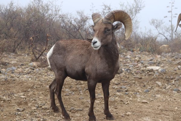 Inicia temporada de caza deportiva en el estado de Chihuahua