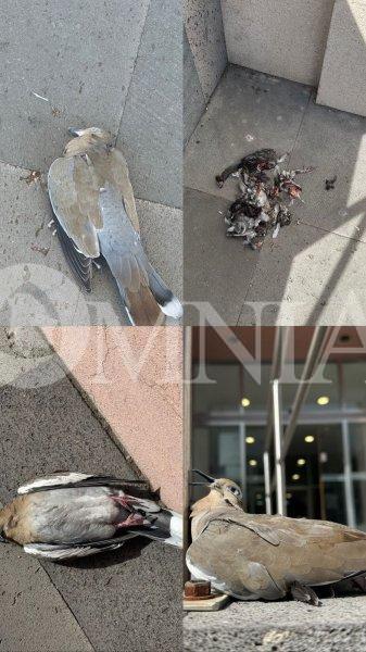 Atenderá coordinación de protección animal aparición de palomas muertas en el Centro Histórico: Reza