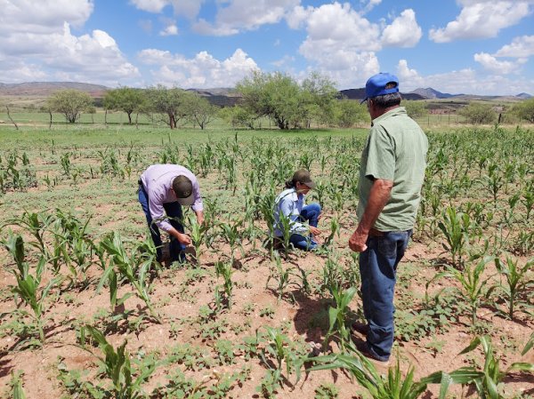 Destinan Estado y Federación más de 53 mdp para atender la sanidad vegetal en Chihuahua