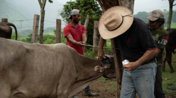 Por brotes de gusano barrenador y aranceles, productores mexicanos advierten alza en precio de carne