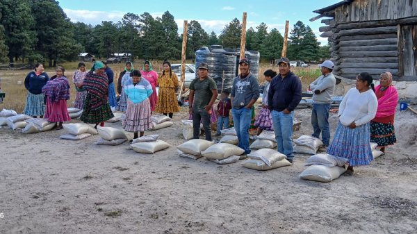 Entrega Gobierno del Estado 4 toneladas de maíz y frijol a 200 familias de Bocoyna