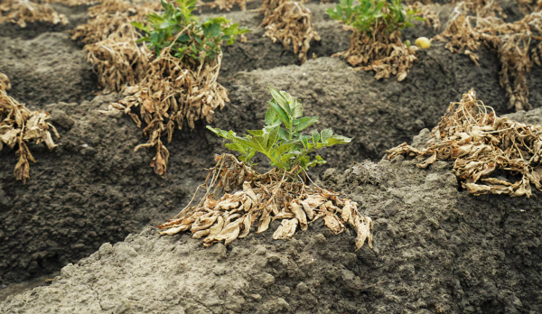 Entregar agua como pide Trump ‘provocaría hambre en la frontera’, advierten productores