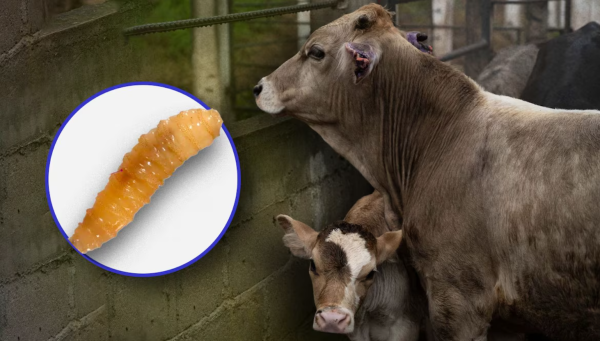 Propagación del gusano barrenador: Centroamérica, México y EU refuerzan la acción regional