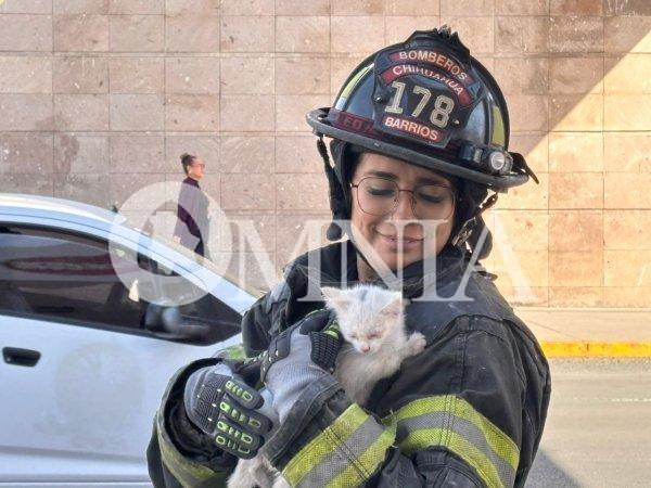 Rescatan a gatito atrapado en puente peatonal en la colonia El Palomar
