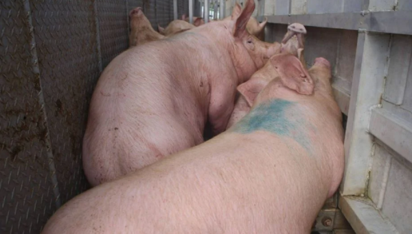 México abre investigación antidumping a importaciones de carne de cerdo desde EU