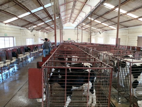 Fortalece Gobierno del Estado la sanidad agropecuaria en la entidad